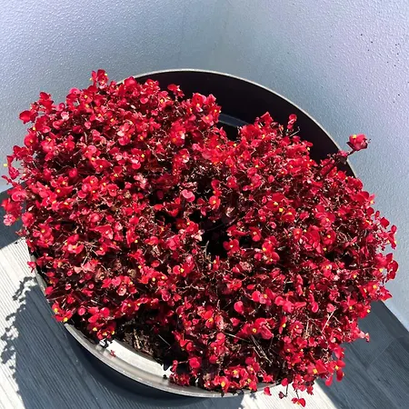 Toi Et Moi-guests Speek For Us! 度假居