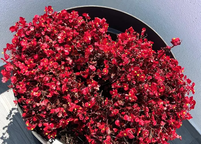 Toi Et Moi-guests Speek For Us! Semesterbostad